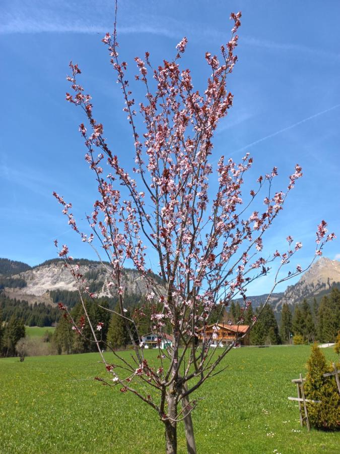 Am Schwand Apartment Graen Ngoại thất bức ảnh